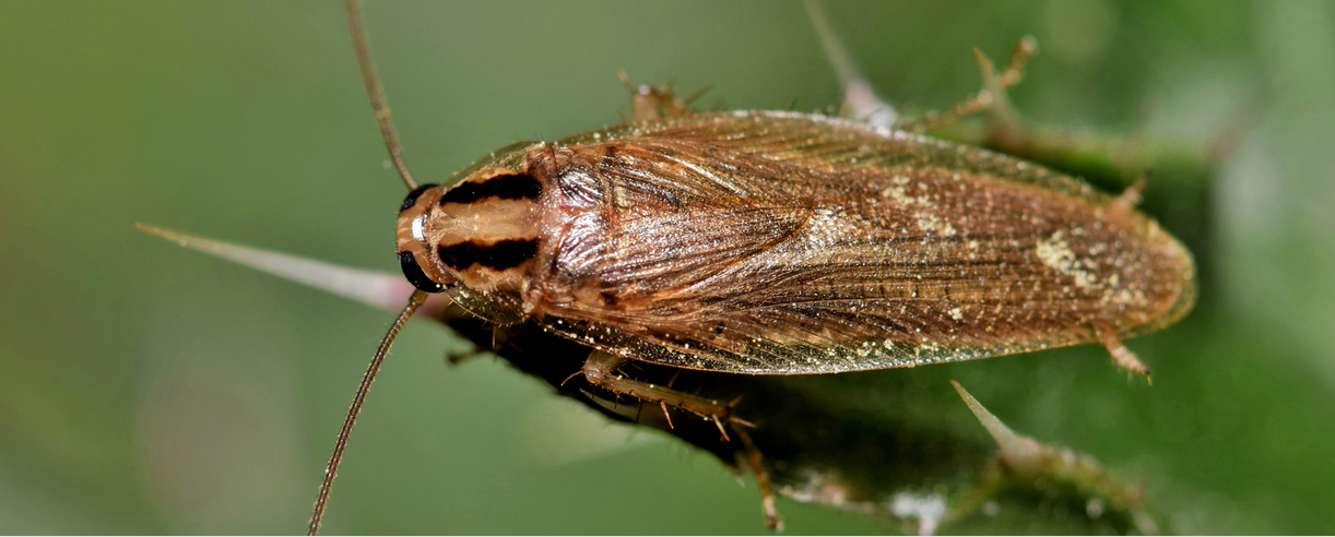 Close-up image of a brown cockroach with visible antennae and detailed wing patterns, perched on a green plant stem—common in Miami-Dade and much of South Florida—with a softly blurred green background.
