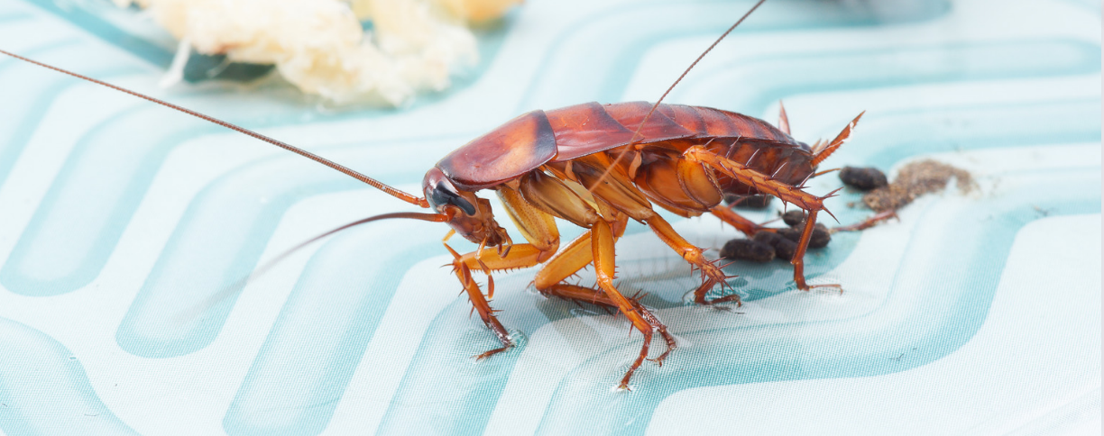 A close-up of a brown cockroach walking on a light blue patterned surface in Miami, with small dark droppings nearby—a reminder of the need for effective pest control in Miami Dade.