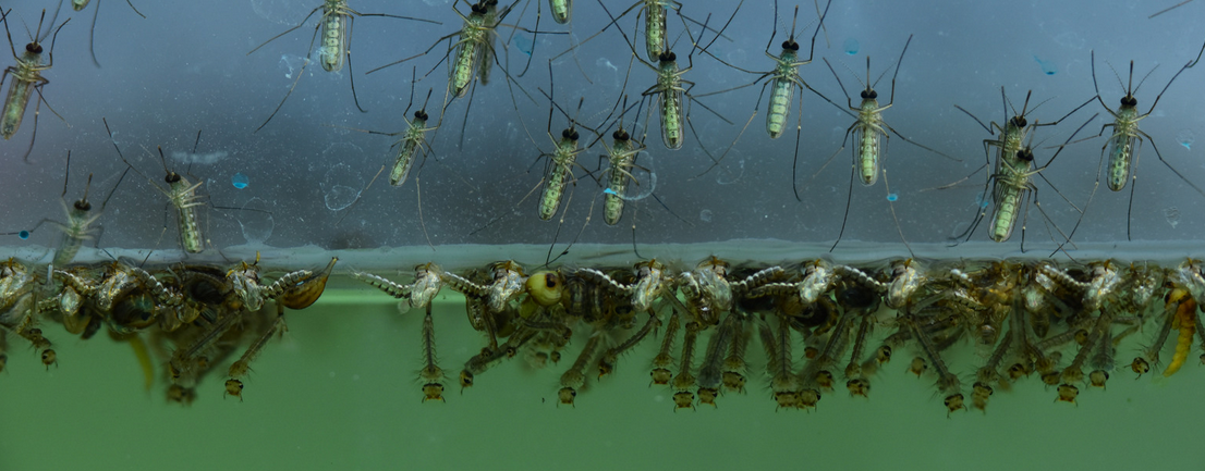 Mosquito larvae and pupae cluster at the water’s surface, with some emerging adult mosquitoes resting on the water in a scientific or Miami pest control laboratory setting.
