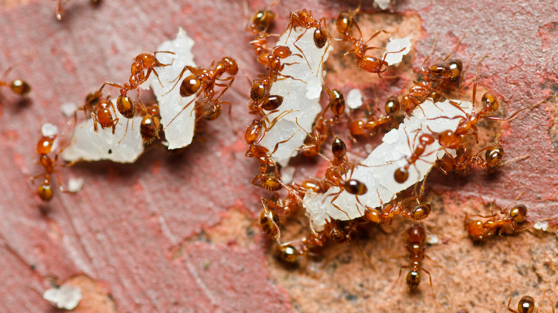 A close-up of several red ants clustered around and feeding on white food scraps atop a rough, reddish-brown surface in Miami Dade.