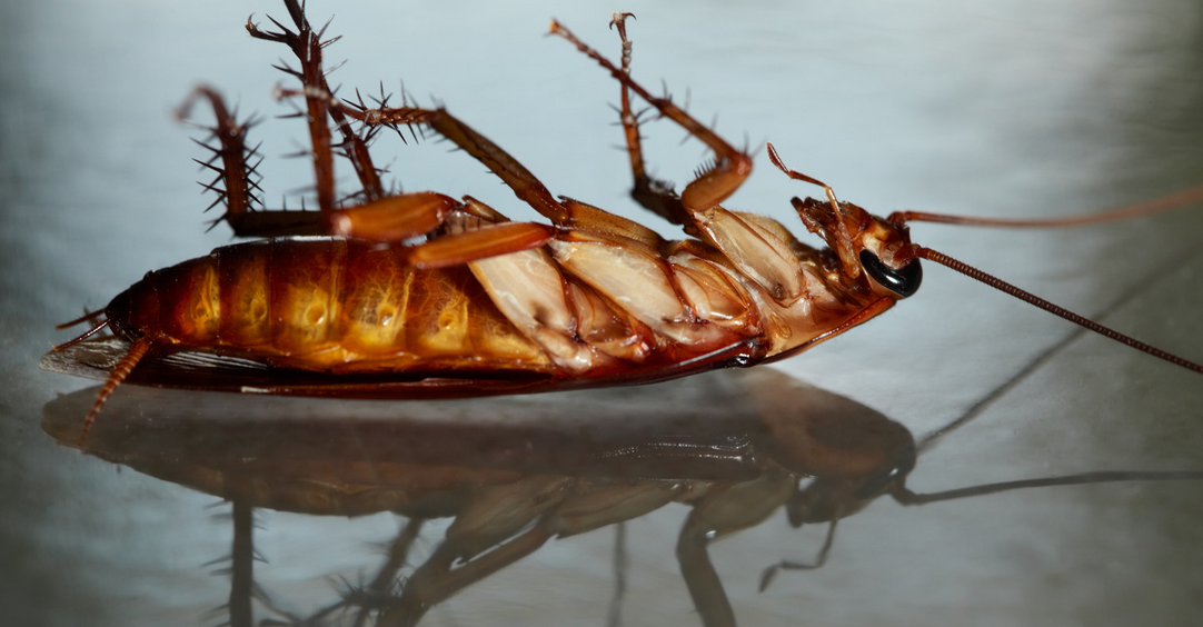 A close-up photo of a brown cockroach lying on its back, legs curled upward and antennae extended, on a reflective surface—a reminder of the importance of pest control in Miami Dade.