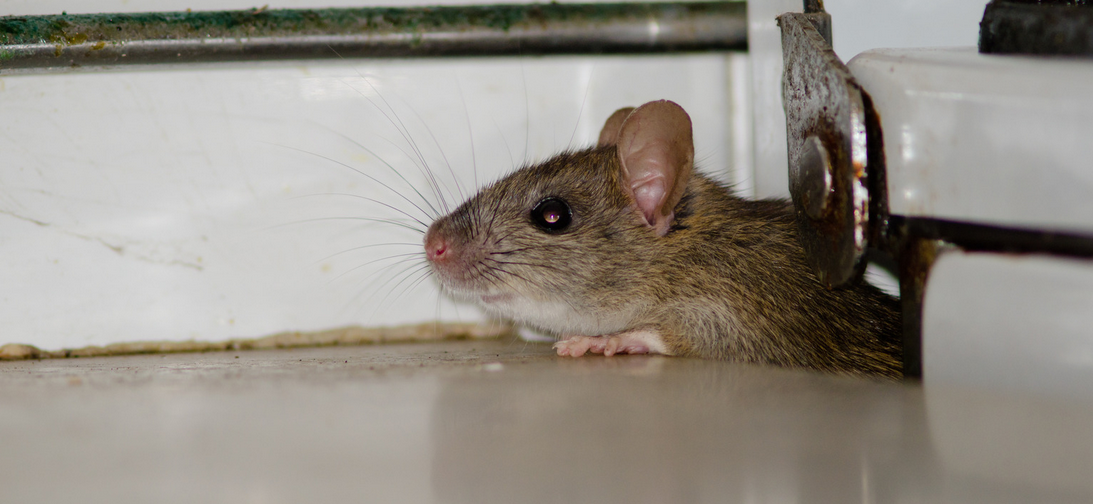 A brown mouse peeks out from a gap between a white wall and an appliance, with its whiskers and ear visible—a common sight highlighting the need for pest control in South Florida, especially Miami Dade.
