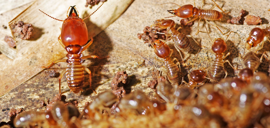 A close-up view of a group of termites on a piece of wood in South Florida, with one larger termite apart from the group, displaying their segmented bodies and antennae—a reminder of the importance of pest control.