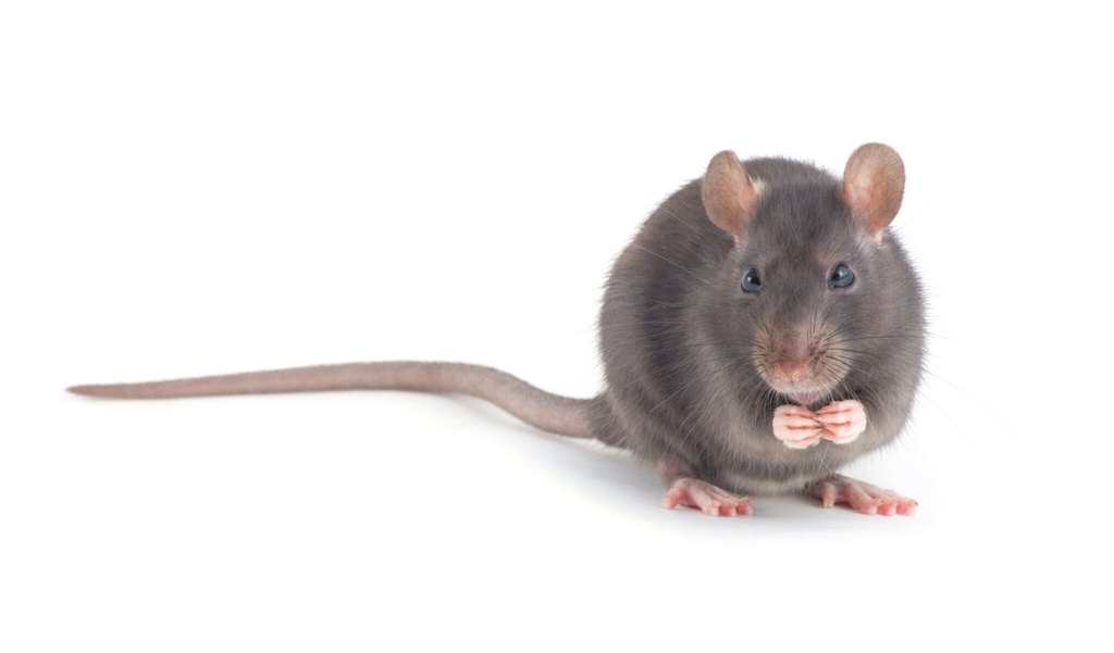 A small, gray rat with pink paws and a long tail sits on a white background, holding its front paws close to its mouth and looking forward—a reminder of the importance of pest control in Miami homes.