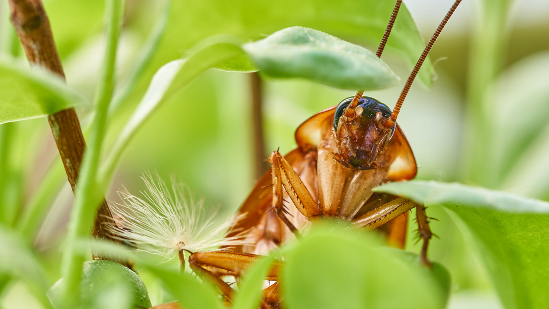 Close-up of a brown cockroach surrounded by green leaves, its antennae raised near a white dandelion seed. The blurred background highlights the insect among the foliage—an unwelcome guest for any Miami pest control professional.
