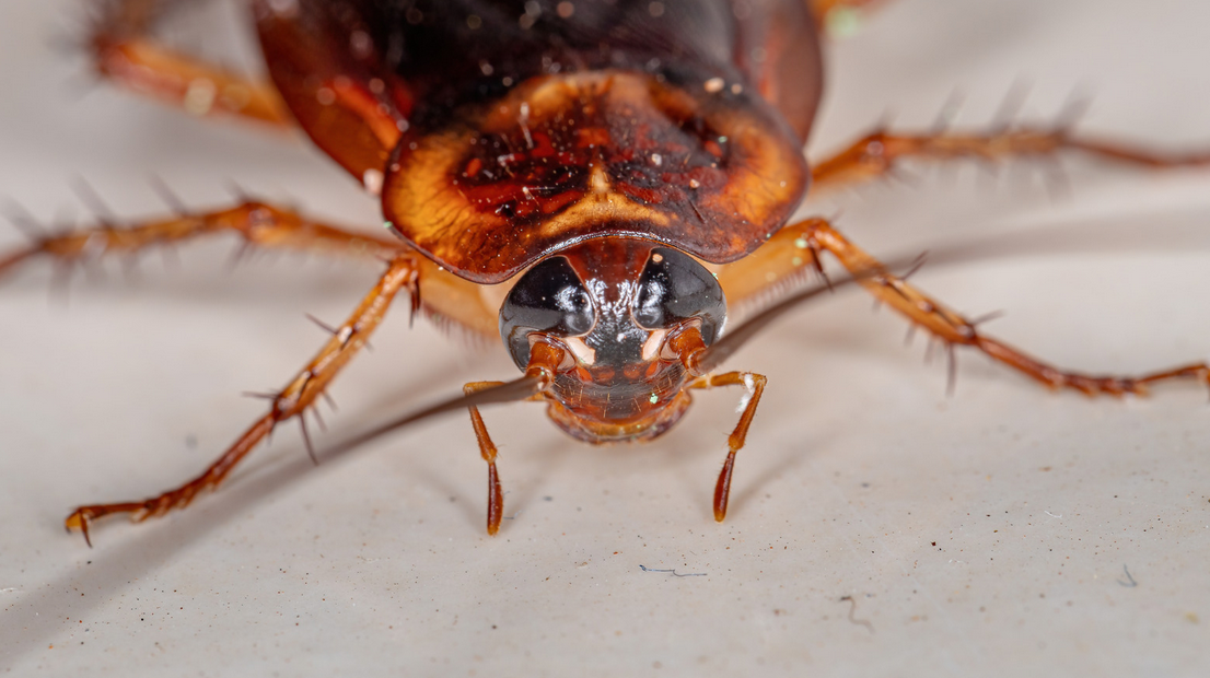 Close-up view of a cockroach facing the camera, showing its shiny brown body, spiny legs, and prominent antennae on a light-colored surface in a typical Miami-Dade home.