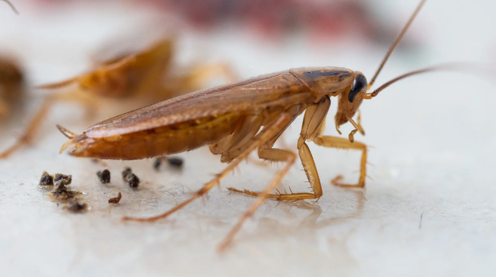 A close-up view of a brown cockroach standing on a light surface in Miami, with its long antennae extended forward and small debris visible nearby.