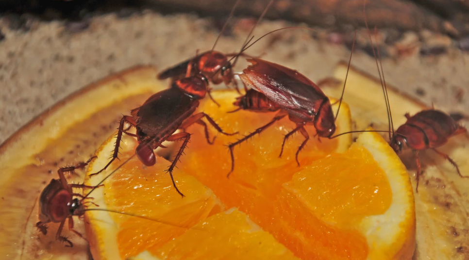 Three cockroaches are clustered on top of an orange slice, feeding on the fruit. Their brown bodies and long antennae stand out against the bright orange—a clear reminder of the need for pest control in Miami homes.