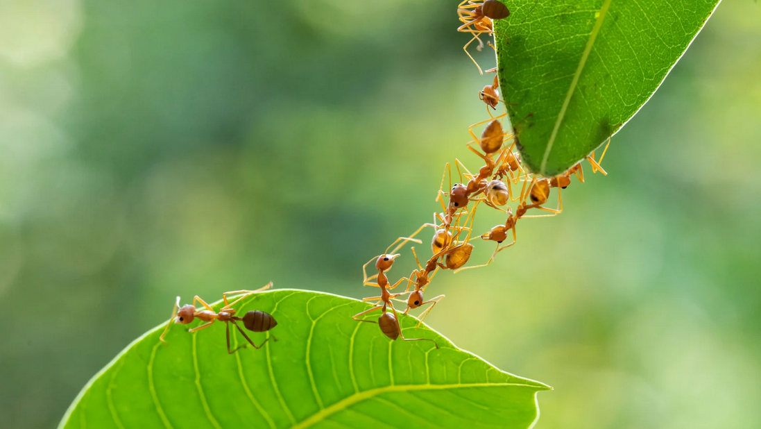 Several reddish-brown ants form a bridge with their bodies between two green leaves, allowing other ants to cross—a fascinating sight often inspiring effective pest control solutions in Miami Dade.