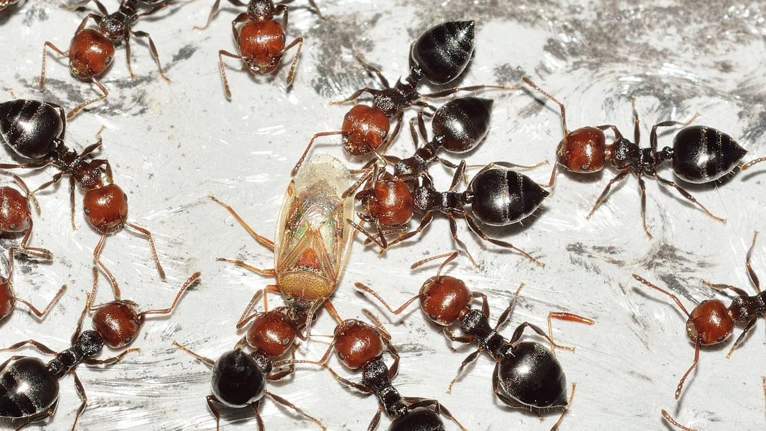 Several black and red ants gather around a dead insect on a light-colored, textured surface in Miami Dade, appearing to feed on or investigate it closely—a common sight before pest control measures are taken.
