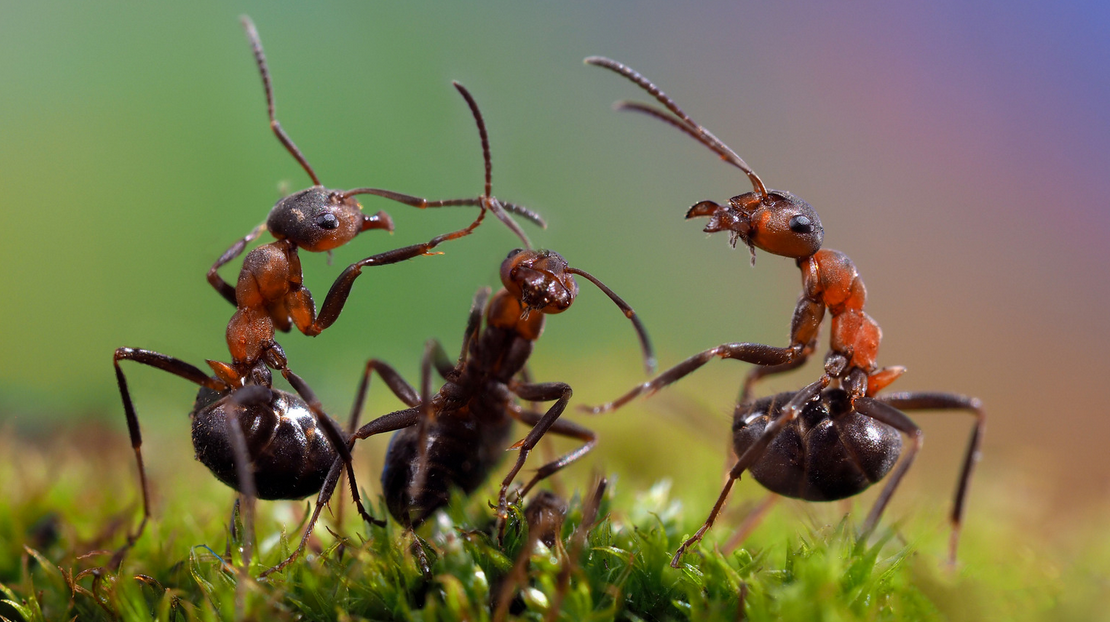 Close-up of three red ants standing on green moss, facing each other with their front legs and antennae raised, against a colorful blurred background—perfect for south Florida pest control imagery.