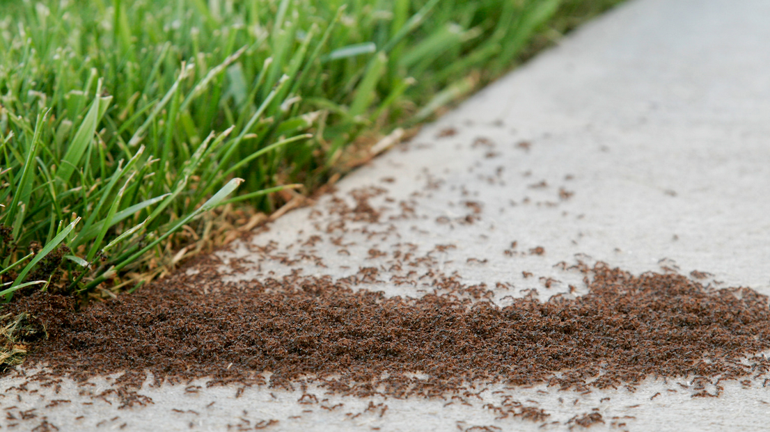 A large swarm of ants crosses from a patch of green grass onto a concrete sidewalk in Miami Dade, forming a dense, dark trail along the ground—a common sight that often calls for effective pest control.