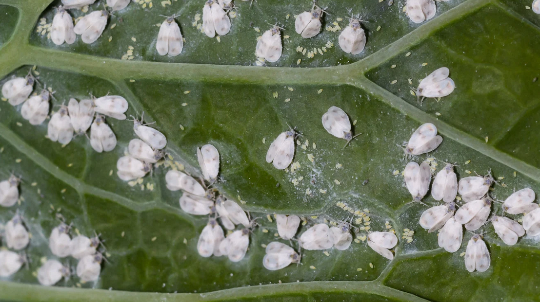 Close-up of a green leaf in Miami Dade infested with clusters of small, white-winged insects, likely whiteflies, scattered across the surface—highlighting the need for effective pest control.