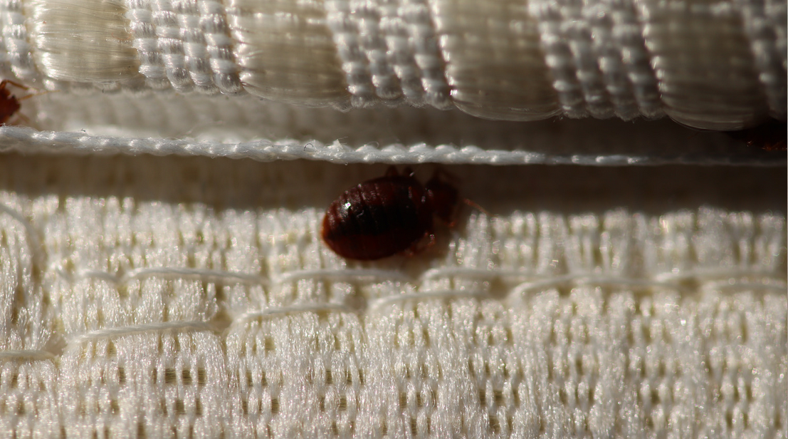 A close-up image of a brown bed bug crawling on the seam of a white mattress, with visible fabric texture and stitching—perfect for illustrating pest control issues in Miami Dade.
