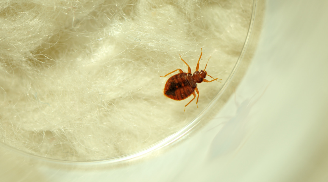 A close-up of a reddish-brown bed bug crawling on a light-colored, fibrous surface, possibly bedding—an all-too-common sight for pest control experts in Miami and South Florida.