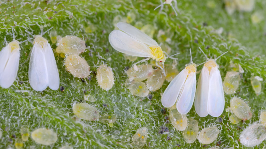 Close-up of small whiteflies and their yellowish larvae clustered on a fuzzy green leaf surface in Miami-Dade, showing detail of the insects’ delicate wings and bodies—a common sight for pest control in South Florida.