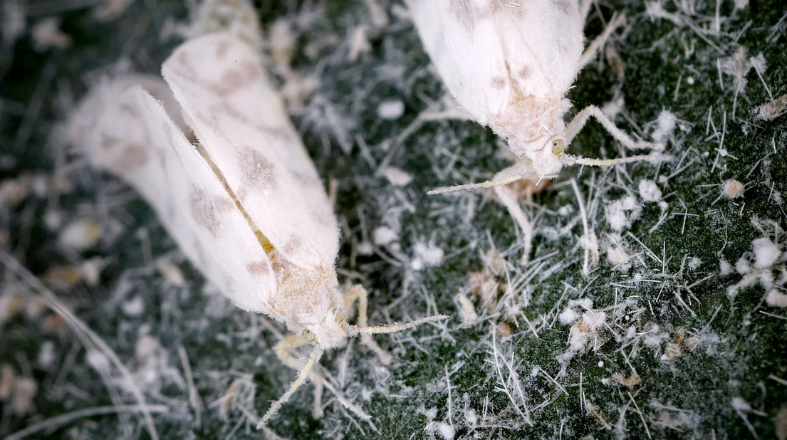 Close-up view of two whiteflies with pale wings and long legs on a textured, green plant surface covered in fine white web-like strands—common pests that often require pest control in Miami gardens.