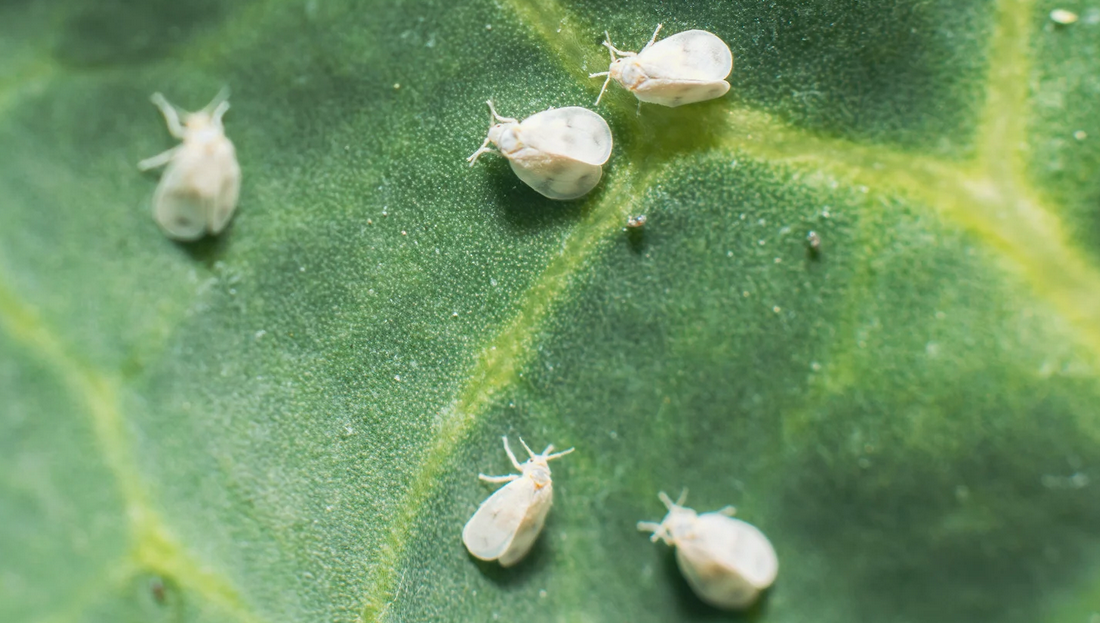Close-up of five tiny whiteflies with translucent wings clustered on a green leaf surface in Miami-Dade, highlighting the texture and veins of the leaf.