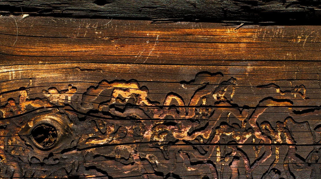 Close-up of weathered wood with intricate, winding grooves and tunnels likely created by insects—common in South Florida—showing rich brown, orange, and black tones with a visible knot on the left side. Ideal for pest control reference.