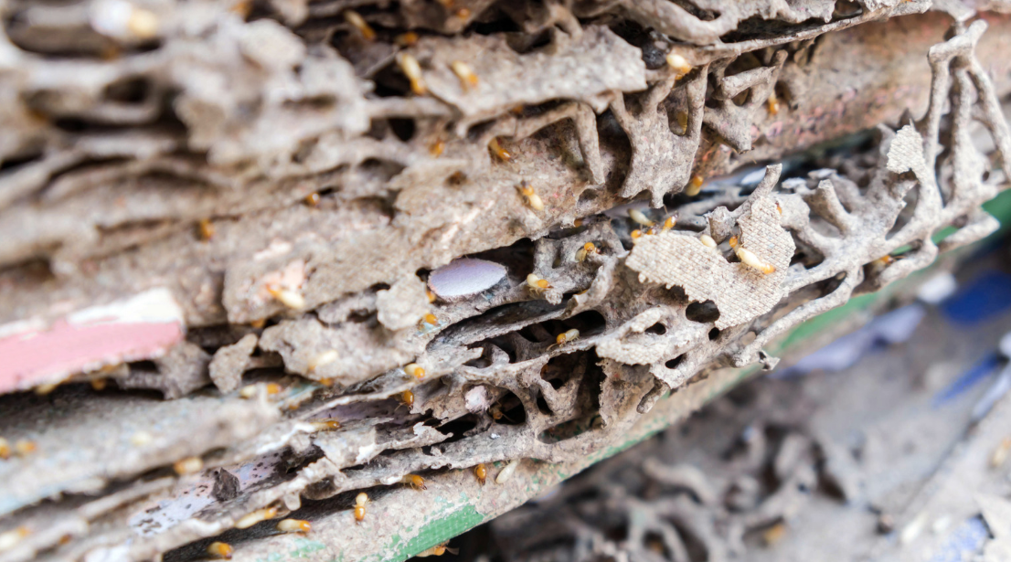 Close-up of several stacked papers or cardboard infested and heavily damaged by termites in Miami-Dade, with many small termites visible crawling among the chewed, irregular surfaces—a clear sign that pest control is urgently needed.