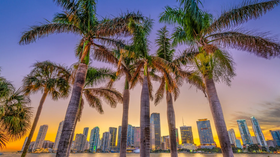 Tall palm trees silhouetted against a vibrant Miami sunset sky, with colorful skyscrapers in the background, overlook a waterfront cityscape in Miami Dade.