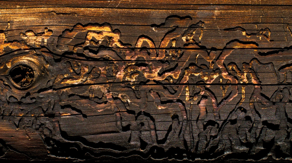 Close-up of a piece of wood from Miami-Dade, with intricate, winding tunnels and patterns carved by insects, likely beetles, showing dark and light brown tones and a knot on the left side.