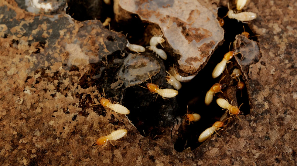 A close-up view of several termites with pale bodies and orange heads crawling over and into brown, decaying wood in South Florida. Some termites are entering small holes in the surface, highlighting the need for pest control.