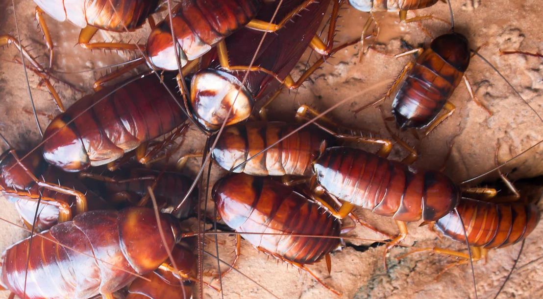A close-up view of several reddish-brown cockroaches with shiny bodies and long antennae clustered together on a textured, light brown surface—an urgent reminder of the need for pest control in Miami homes.