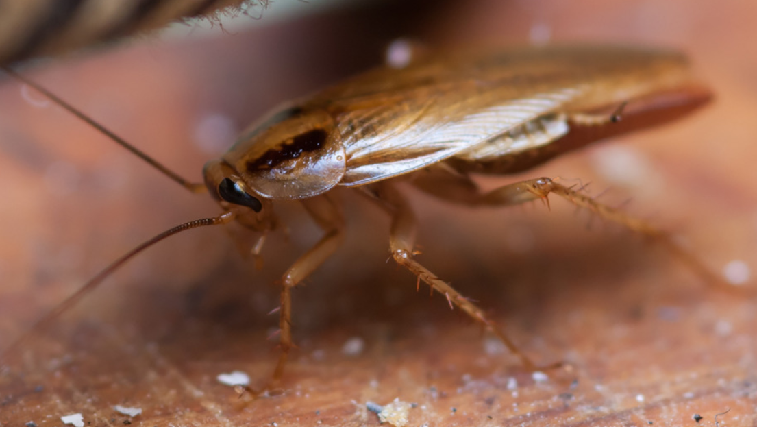 Close-up of a brown cockroach on a wooden surface in Miami Dade, showing its long antennae, legs, and body details typical of pests found in South Florida.