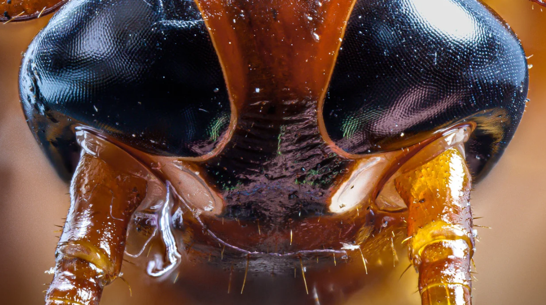 Extreme close-up of an insect’s head and legs, highlighting shiny black eyes, segmented orange-brown limbs, and fine surface details—showcasing the challenges of pest control in Miami and South Florida.