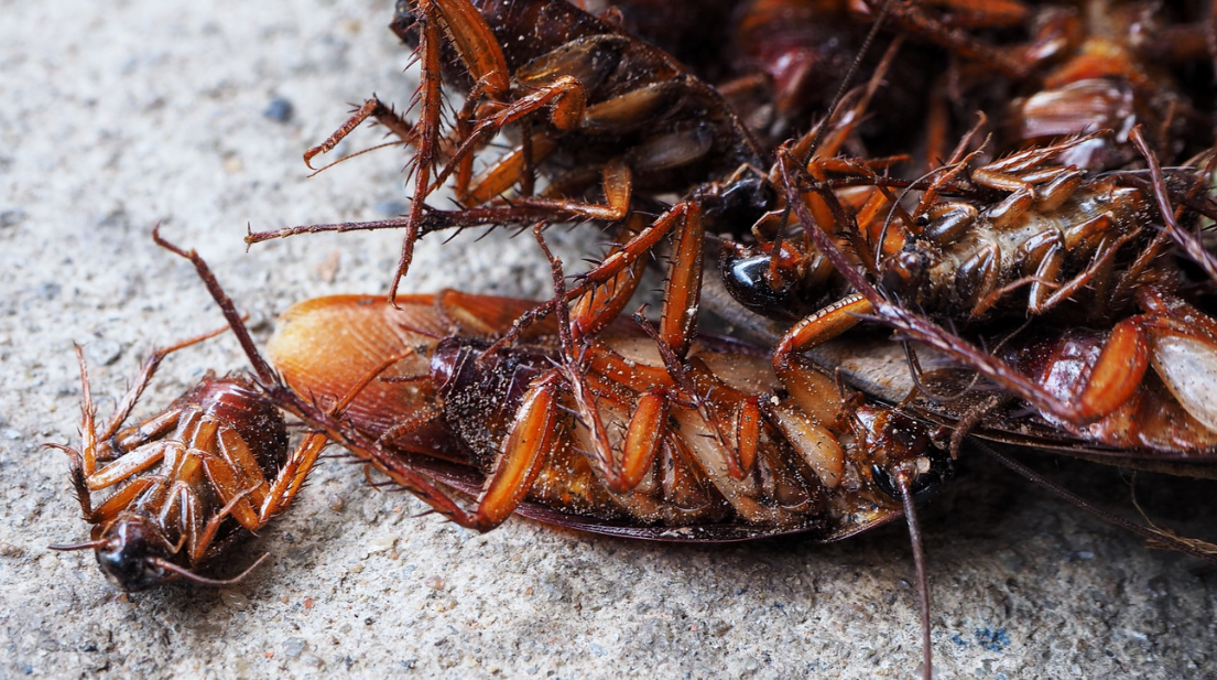 A close-up image of several dead cockroaches lying on their backs on a rough concrete surface, highlighting the effectiveness of pest control in Miami Dade as their legs, wings, and bodies are shown in detail.