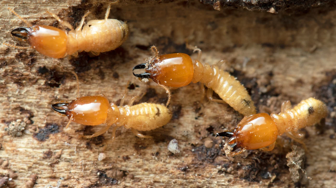 Close-up view of four orange-brown termites with dark mandibles crawling on a piece of wood in Miami-Dade, South Florida.