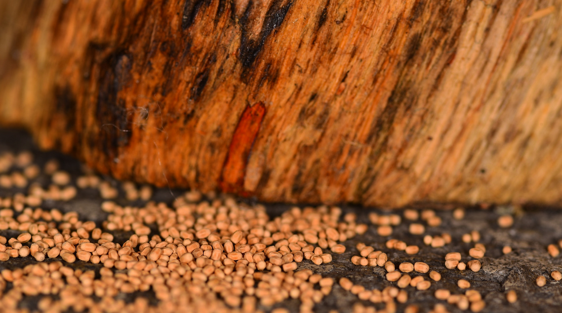 Close-up of small, round, light brown seeds scattered on a rough surface near a textured, brownish-orange piece of wood, reminiscent of natural elements found in South Florida and Miami Dade landscapes.