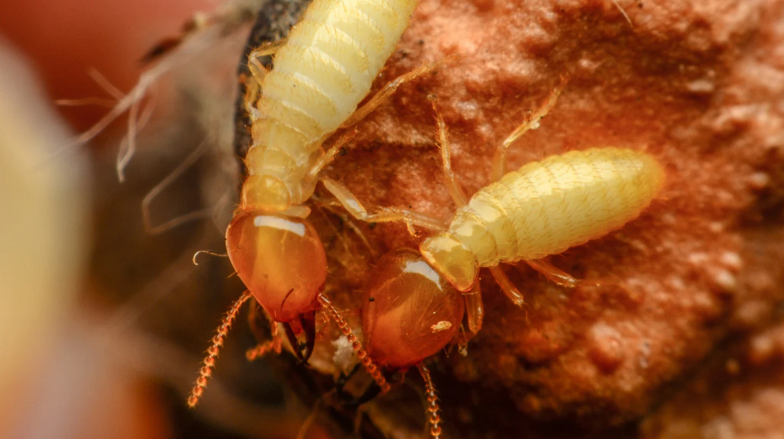 Close-up view of two yellowish termites with orange heads and long antennae crawling on a brown, uneven surface—an important reminder for pest control in South Florida, especially in areas like Miami Dade.