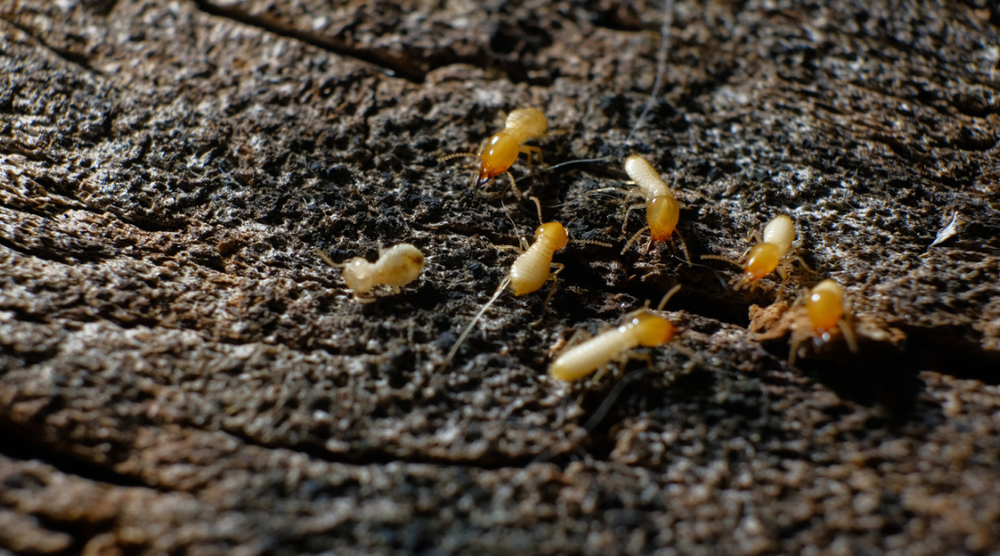 Close-up of several termites with pale yellow bodies and brown heads crawling on a rough, textured piece of wood in South Florida.