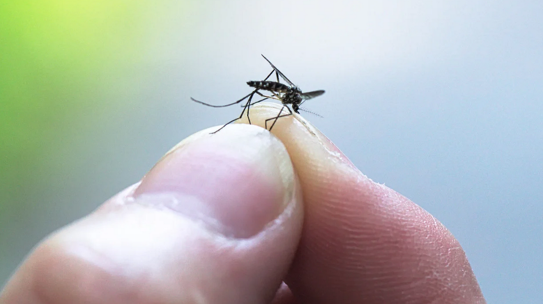 A close-up of a person holding a mosquito between their thumb and index finger, with the background softly blurred—a common scene in South Florida where pest control is essential.