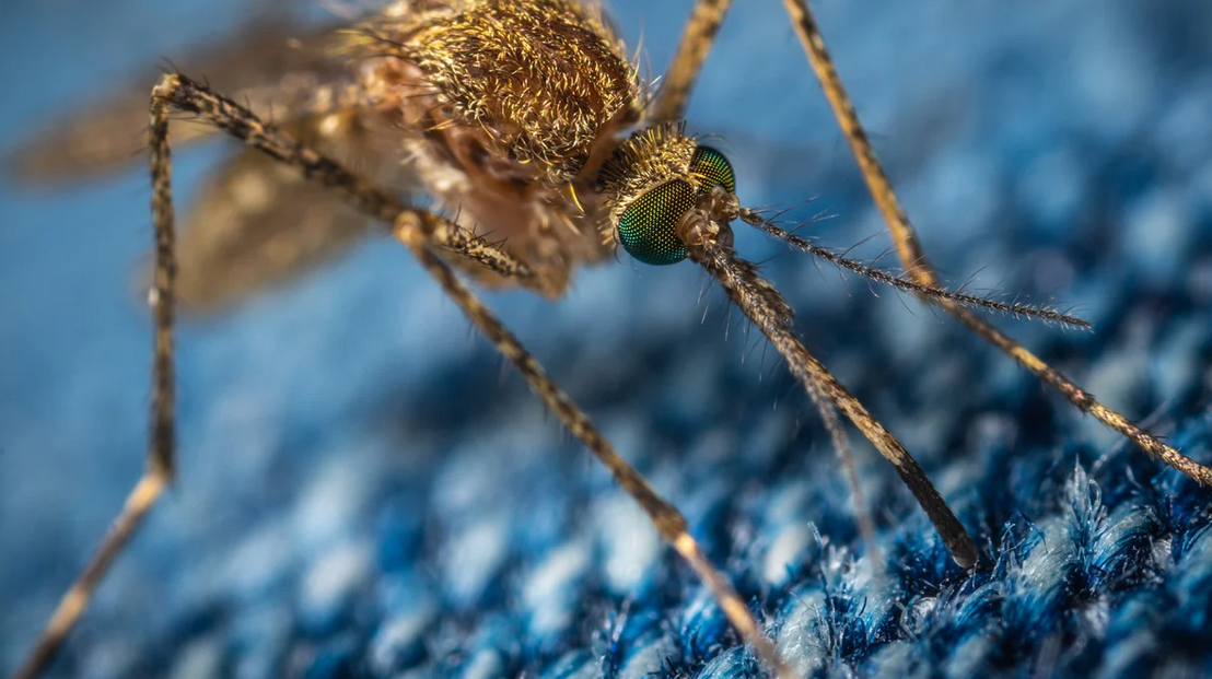Close-up of a mosquito with green compound eyes and long legs, standing on a textured blue fabric surface—common in South Florida and often targeted by Miami Dade pest control efforts.