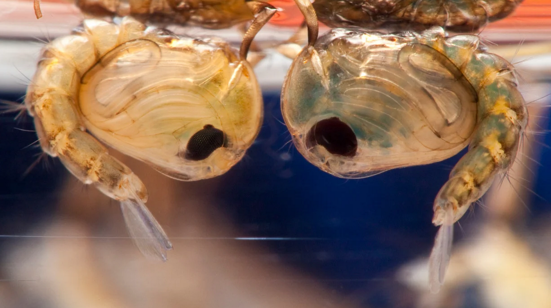Two close-up brine shrimp are floating upside down in water, their translucent, curved bodies and large black eyes highlighted against a blurred blue and reddish background, reminiscent of the vibrant aquatic life found in Miami-Dade’s waters.