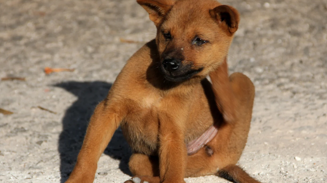 A brown dog with short fur sits on a sandy surface in South Florida, lifting one hind leg to scratch behind its ear. The alert dog looks slightly to the side, blending perfectly into the laid-back Miami Dade vibe.