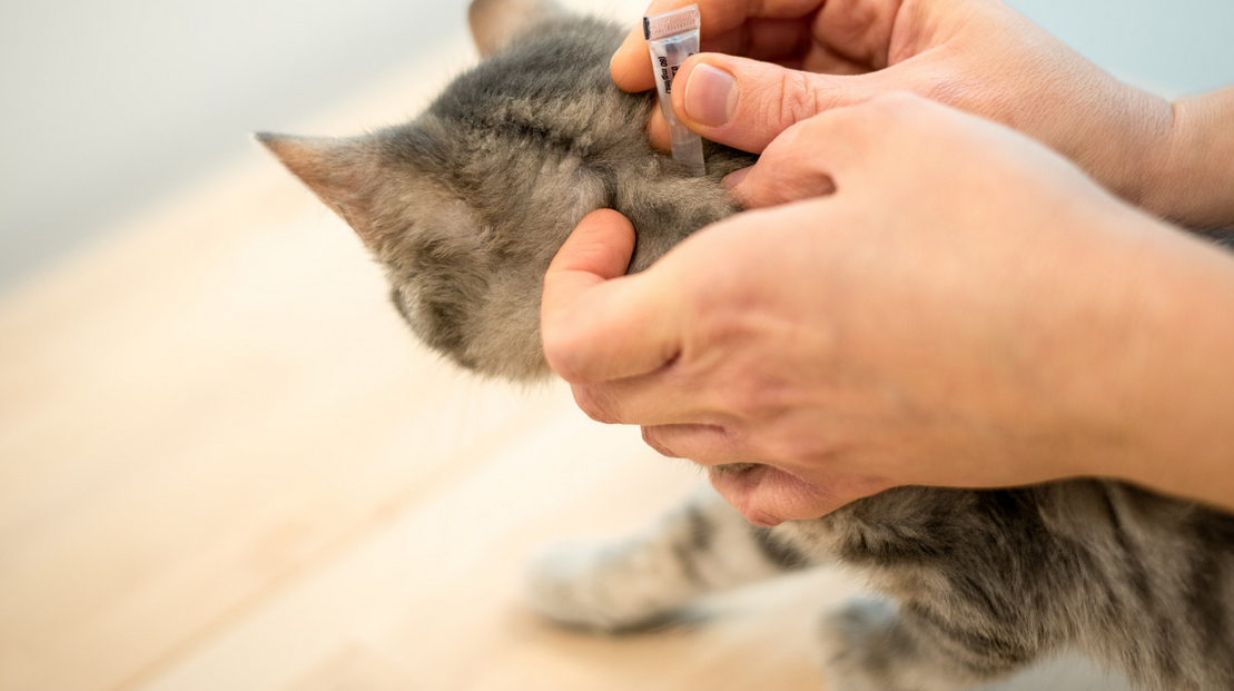 A person applies topical flea medication to the back of a gray tabby kitten’s neck using a small applicator. The kitten, in a Miami home, is calmly seated on a light wooden surface.