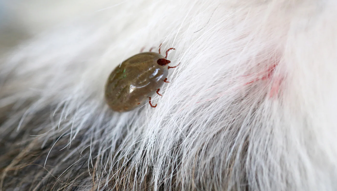 A close-up of a tick attached to the skin of an animal with white and gray fur in South Florida, showing the tick’s engorged body and reddish legs among the fur—a reminder of the need for effective pest control.