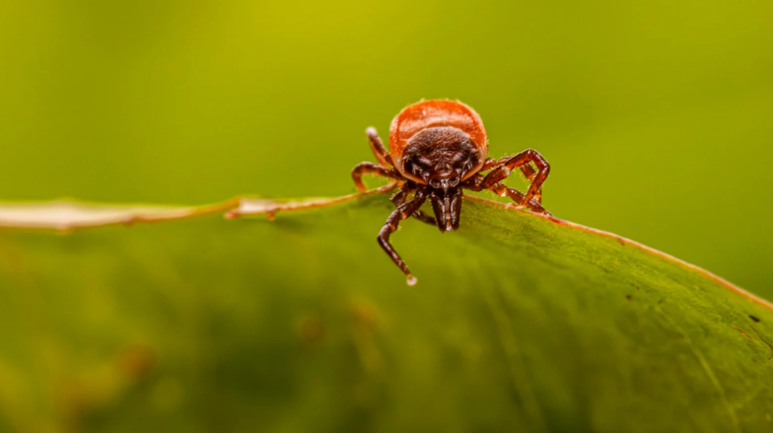 A close-up of a tick with reddish-brown legs perched on the edge of a green leaf, highlighting the need for pest control in Miami Dade against a blurred green background.