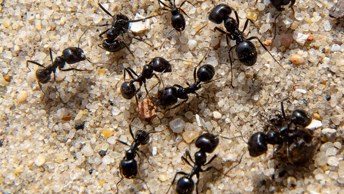 Several black ants crawl across coarse sand, with visible grains and small pebbles scattered around. The ants are clustered together and appear to be interacting with each other—a common sight that often prompts pest control calls in Miami Dade.