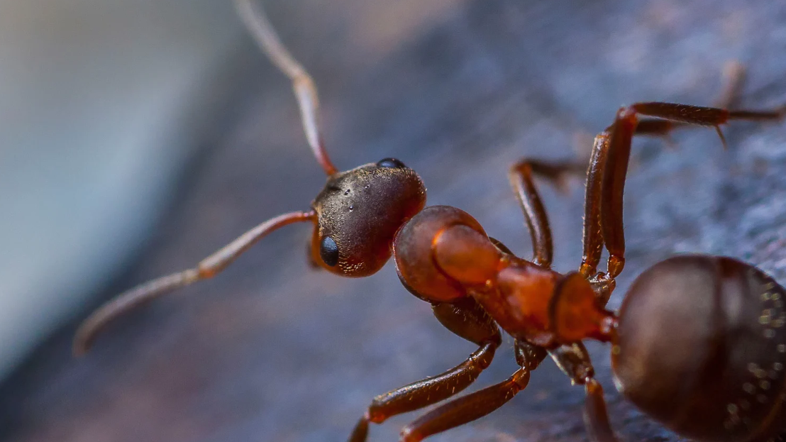 Close-up macro image of a reddish-brown ant with black eyes and detailed body segments, shown crawling on a textured, dark surface in South Florida. The ant's antennae and legs are clearly visible—a common sight for local pest control experts.