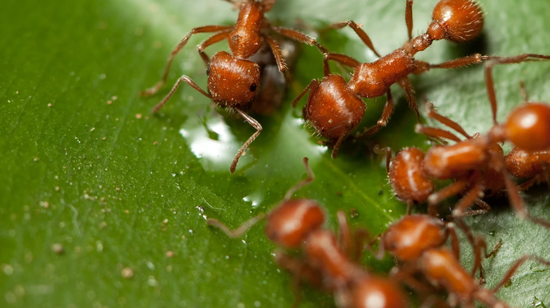 Close-up image of several reddish-brown ants gathered on a green leaf in South Florida, some of them near a small droplet of liquid on the leaf’s surface.