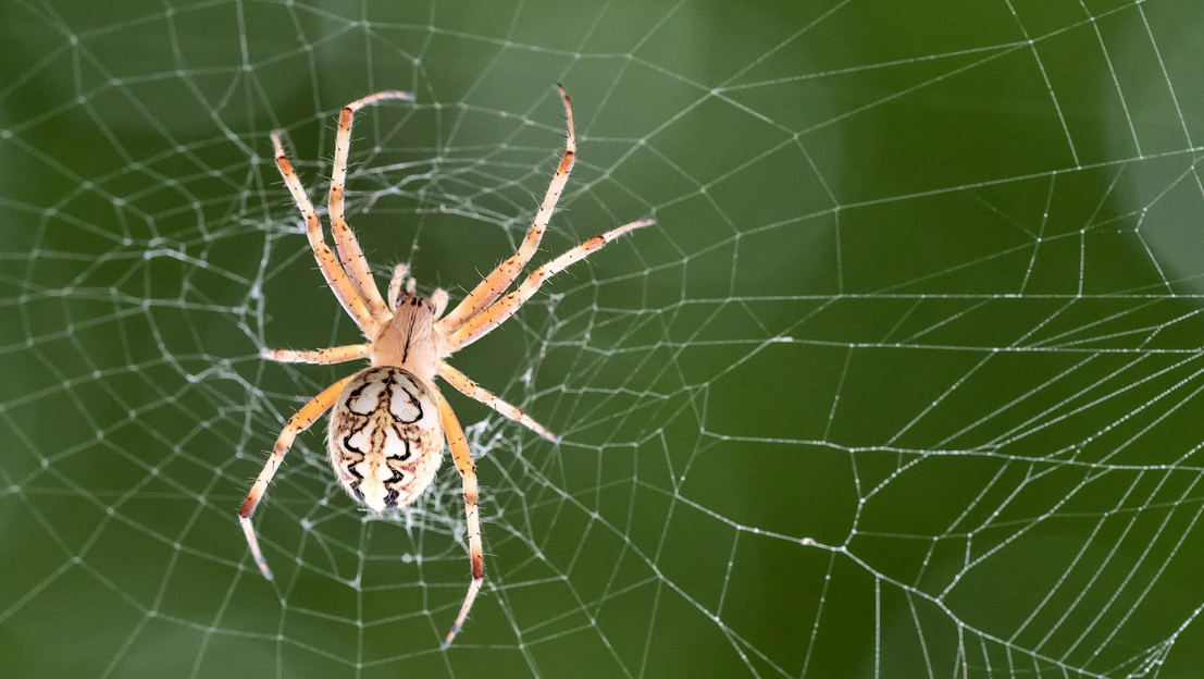A close-up of a spider with a patterned abdomen sits at the center of its delicate web, against a blurred green background—a reminder of nature’s own pest control at work in Miami Dade.