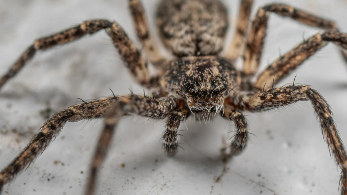 Close-up of a brown, hairy spider with long legs on a light, textured surface. The spider’s detailed body and facial features are in sharp focus—a common sight for pest control experts in Miami Dade.