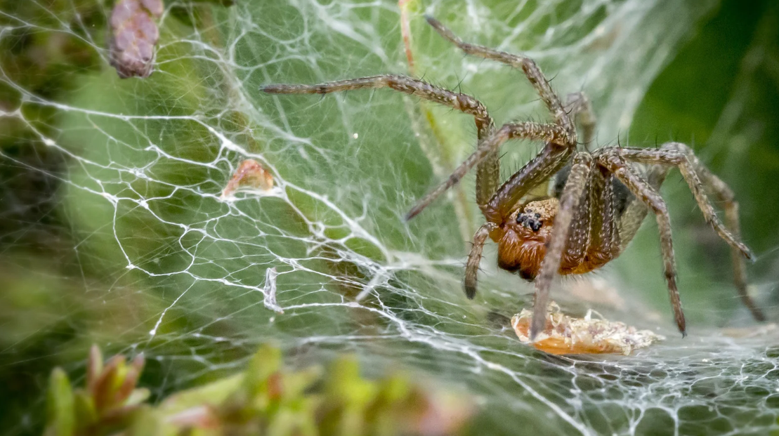 A close-up of a brown spider resting on its intricate web, with green foliage blurred in the background. Common in South Florida, these spiders often prompt calls for pest control due to their detailed webs and widespread presence.