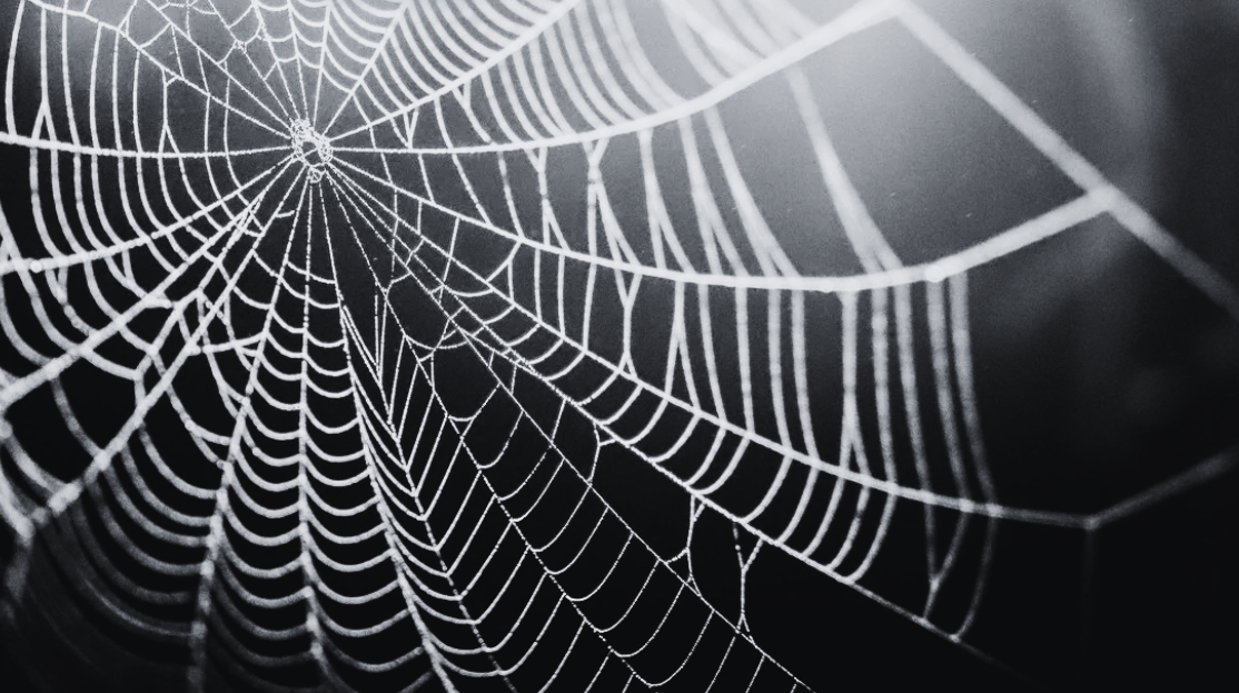 A close-up of a spider web with intricate, delicate patterns. The web appears almost white against a dark, out-of-focus background, with light shining softly from the upper right—capturing the subtle beauty of nature in South Florida.