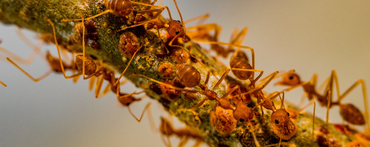 Close-up image of several reddish-brown ants crawling on a textured branch, with a blurred background highlighting the details of the ants and their movement—reminding viewers of the real cost and hassle a bed bug problem can bring.